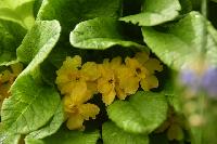 Primula vulgaris Sunshine Susie