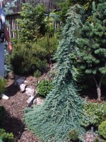 Juniperus horizontalis ‘Icee Blue’