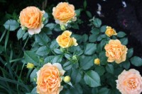 IMG 5141