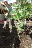 Блю Биар спрей