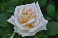 DSC 0064