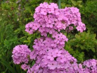 Hesperis sf