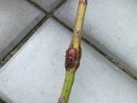 DSCF2161