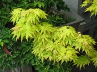Acer Palmatum Orange Dream
