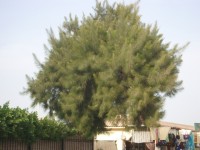 IMGP0829