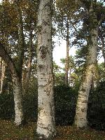 IMG 4319