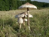 Macrolepiota procera