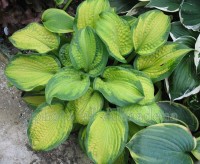 Hosta Brother Stefan