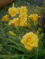 лилейник пересорт4