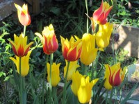 Moonshine Соннет 5