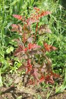 Пузыреплодник РедБарон  2