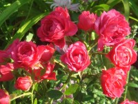 DSC06618