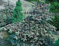Abies koreana  Bonsai Blue