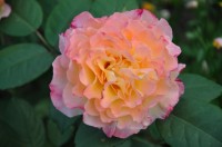 DSC 0530