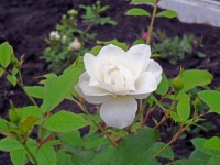 Изображение 042