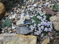 крылотычинник1