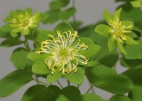 Anemonella thalictroides Green Hurricane