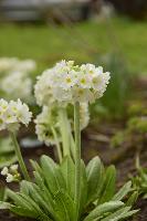 Примула мелкозубчатая