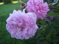 The Mayflowers  2