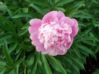 Изображение 051