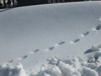 DSCF9901