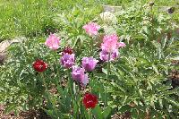 IMG 4737