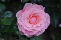 DSC 0326