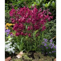 Penstemon Ruby Candles