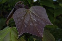 DSCF1438
