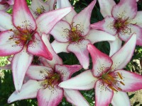 P7310047