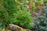 Pinus flexilis Pigmaea