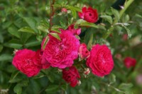 DSC03705