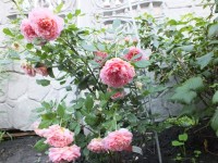 DSCF2165