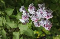 1 IMG 3755  Копировать