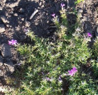 Изображение 003