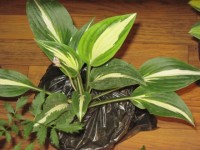 Выставка 074