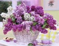 orig c60bdca501ee7deec198f514cb8defb5