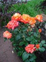 Франц Либр 5