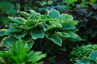 Hosta Sagae