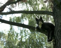 кот