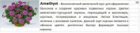 Пеларгония Аметист