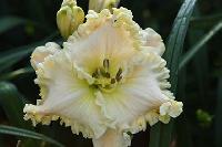 ТОПОЛИНЫЙ ПУХ