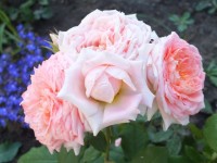 Fleurs En Seine  1