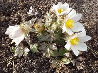 Рulsatilla vernalis