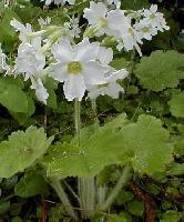 primula kisoana white