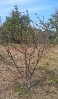 IMAG0633
