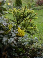 DSCN1519