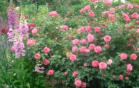DSC08053