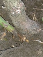image 848c0d0307330b19d9460849aff44c2745842cc8ec20afef9ef2de0a6b17dee8 V