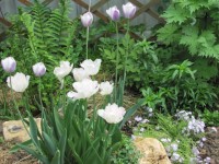 Атлантис Анжелика 8